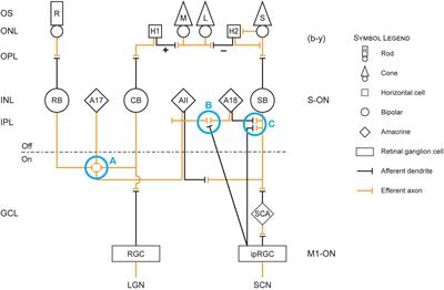 Modeling Circadian Phototransduction: Retinal Neurophysiology and Neuroanatomy